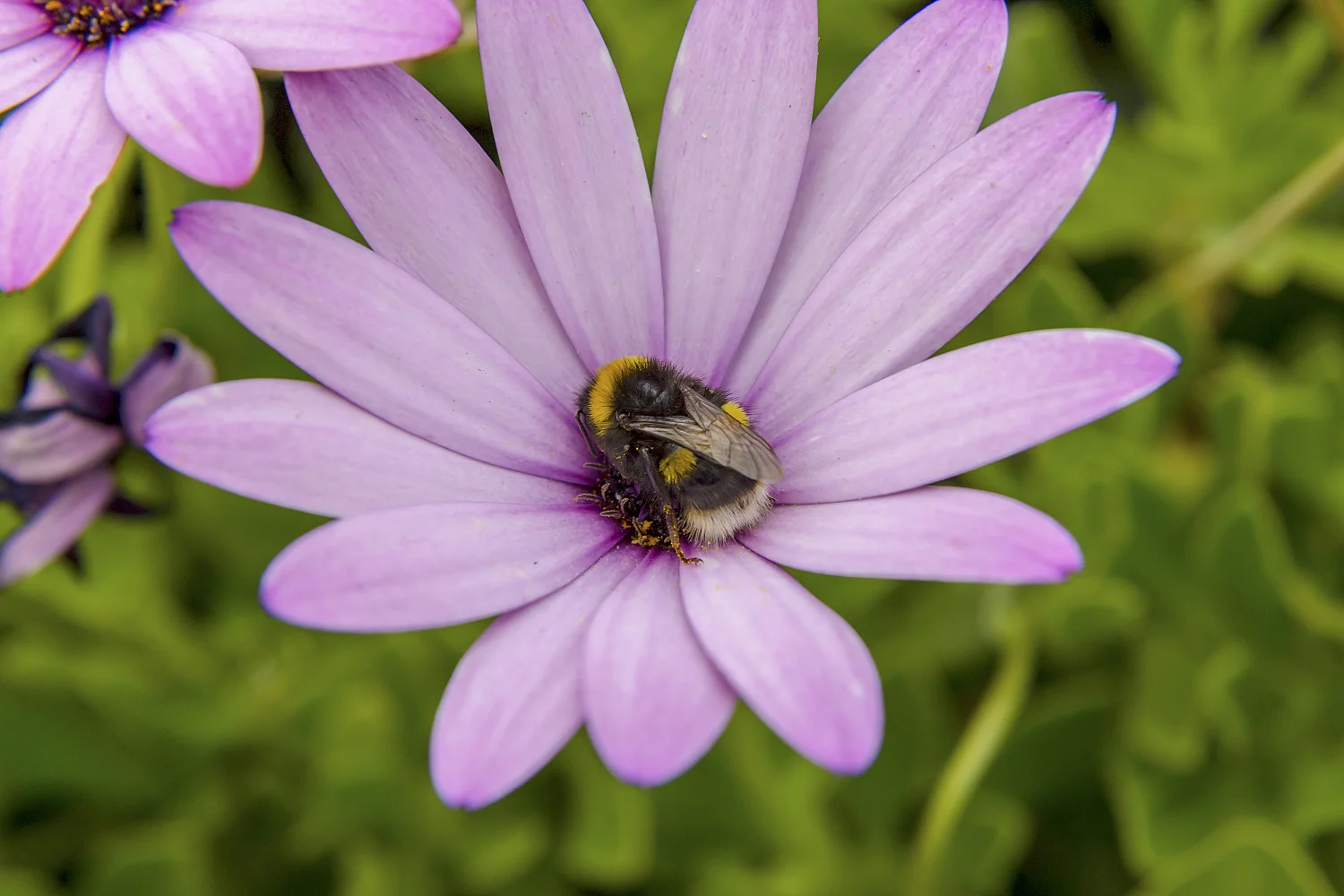 Bee resting