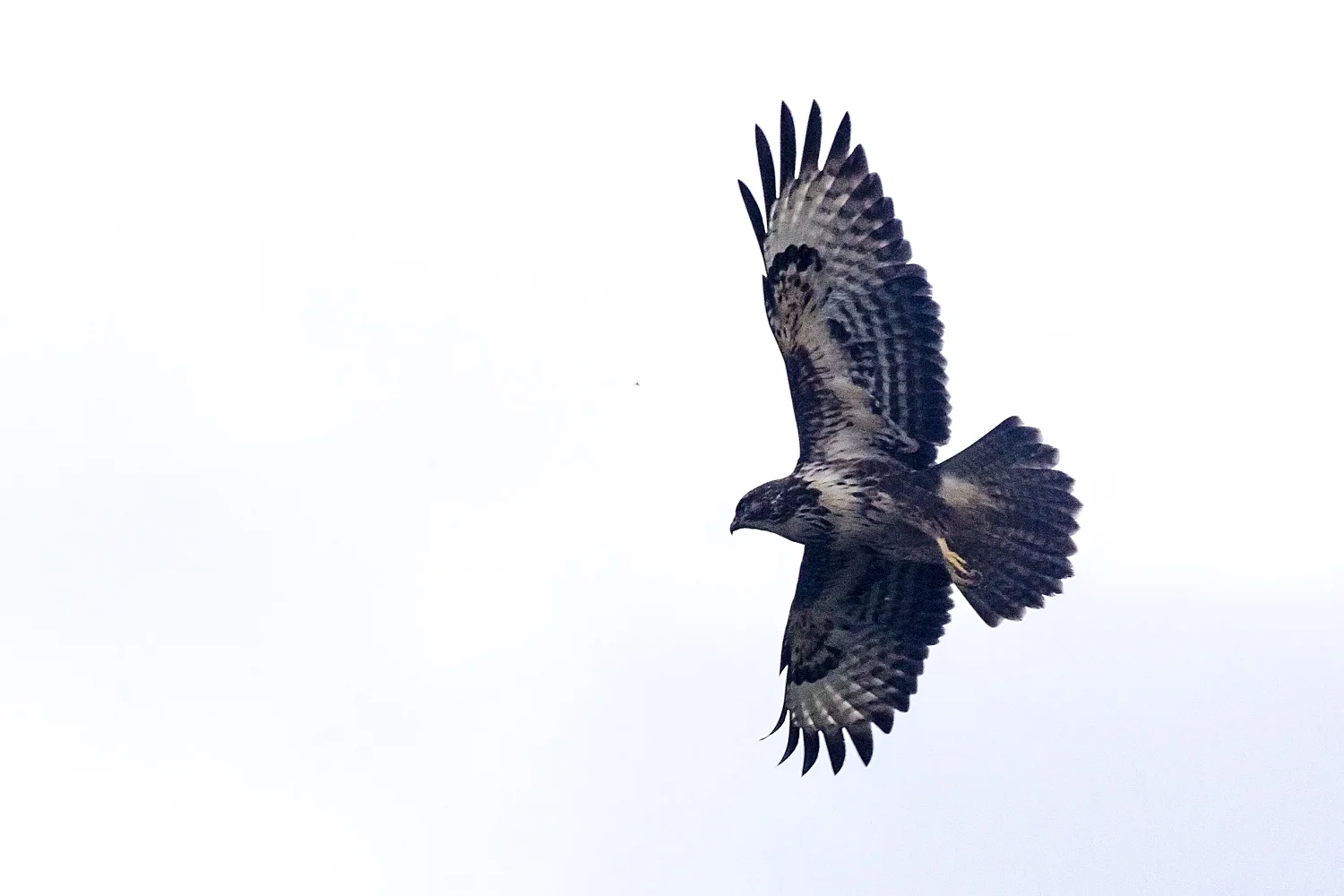Buzzard