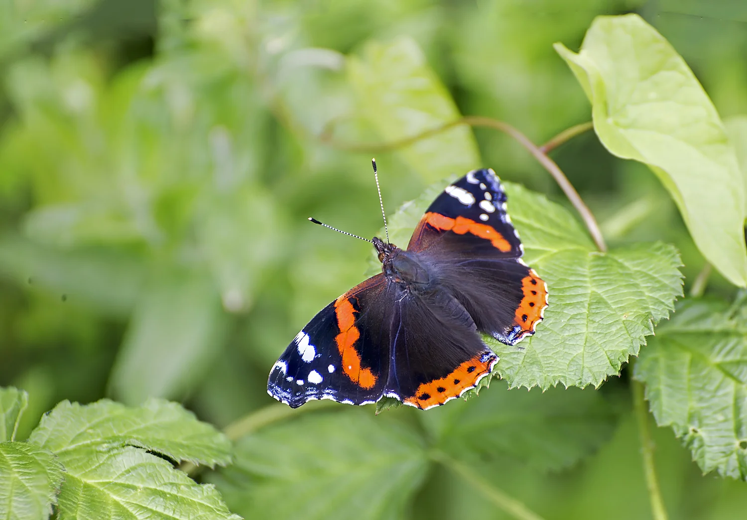Red admiral