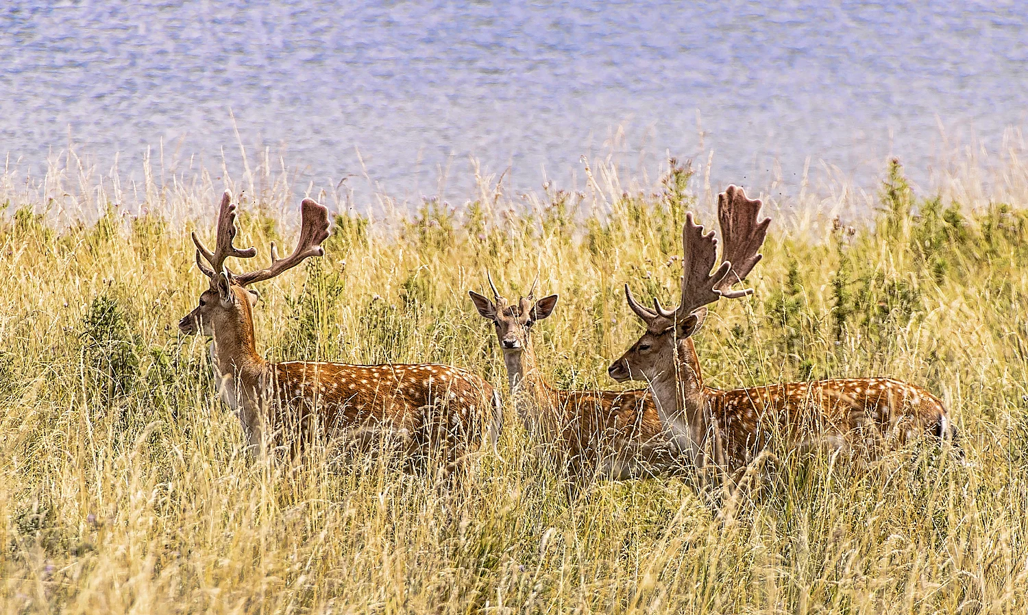 In the wild grass