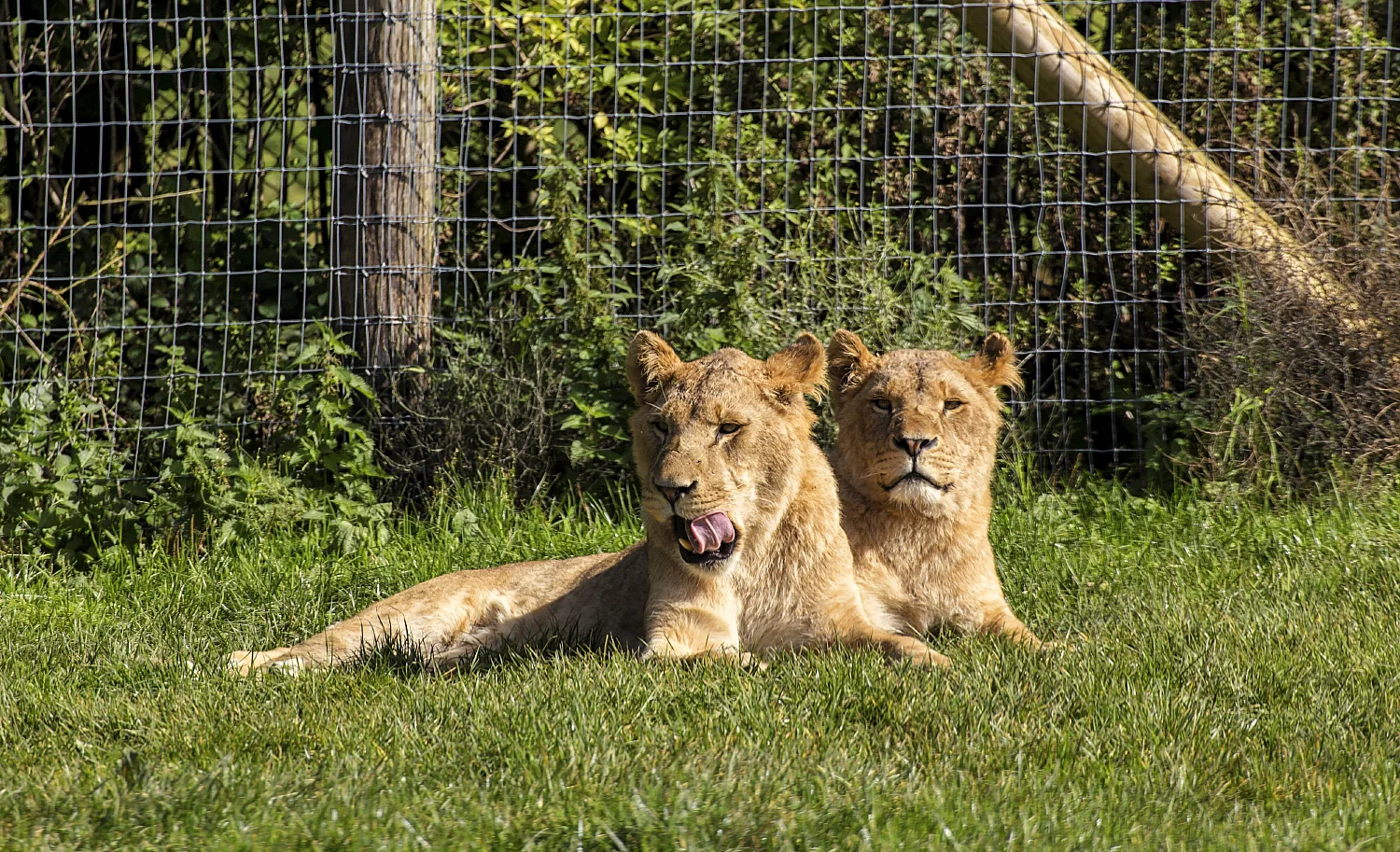 Lionesses