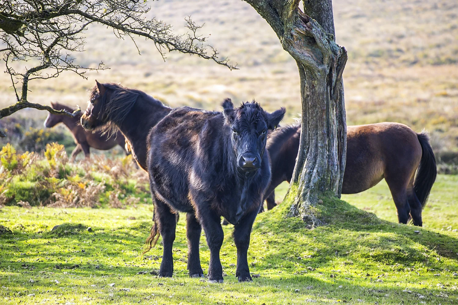 Dartmoor cow and ponies