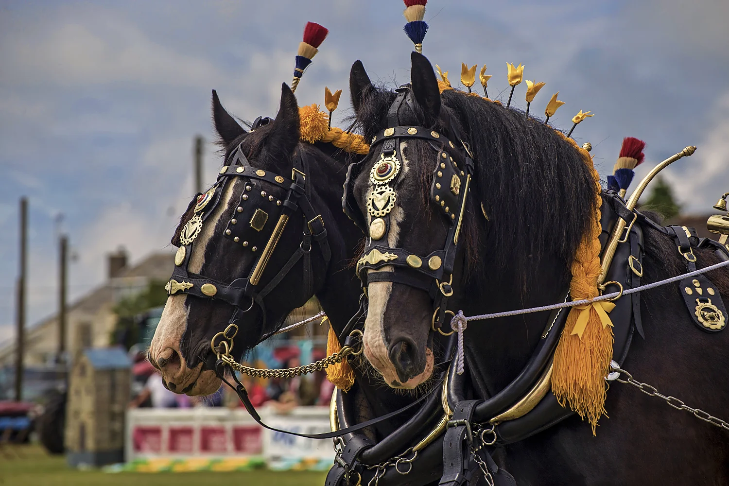 Draft Horses