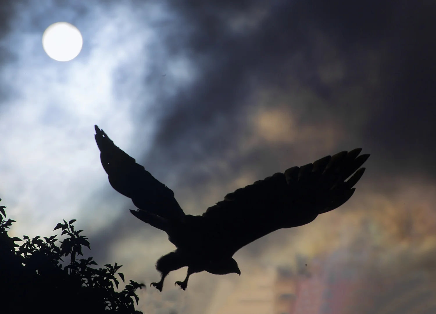 Buzzard silhouette