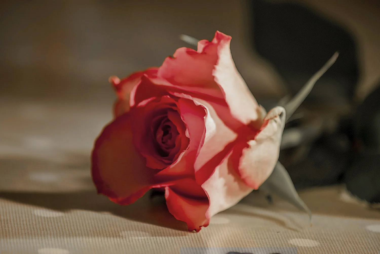 Pink Rose