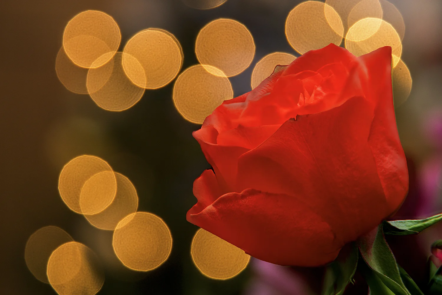 Strong Christmas rose