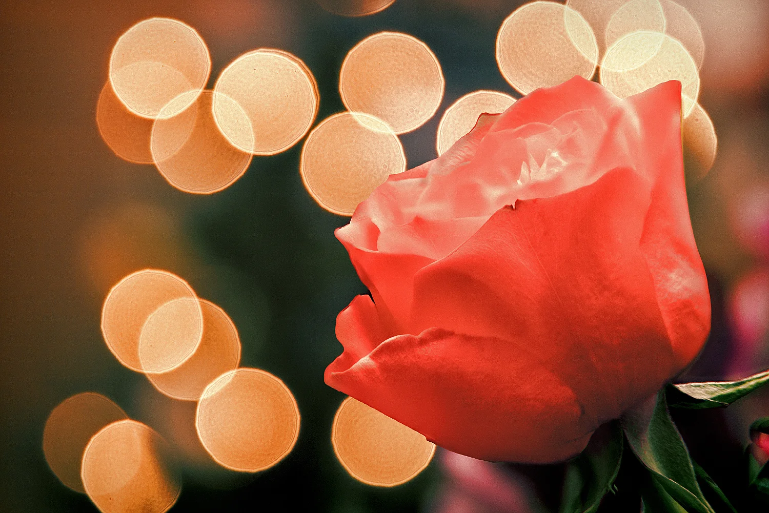 Christmas rose