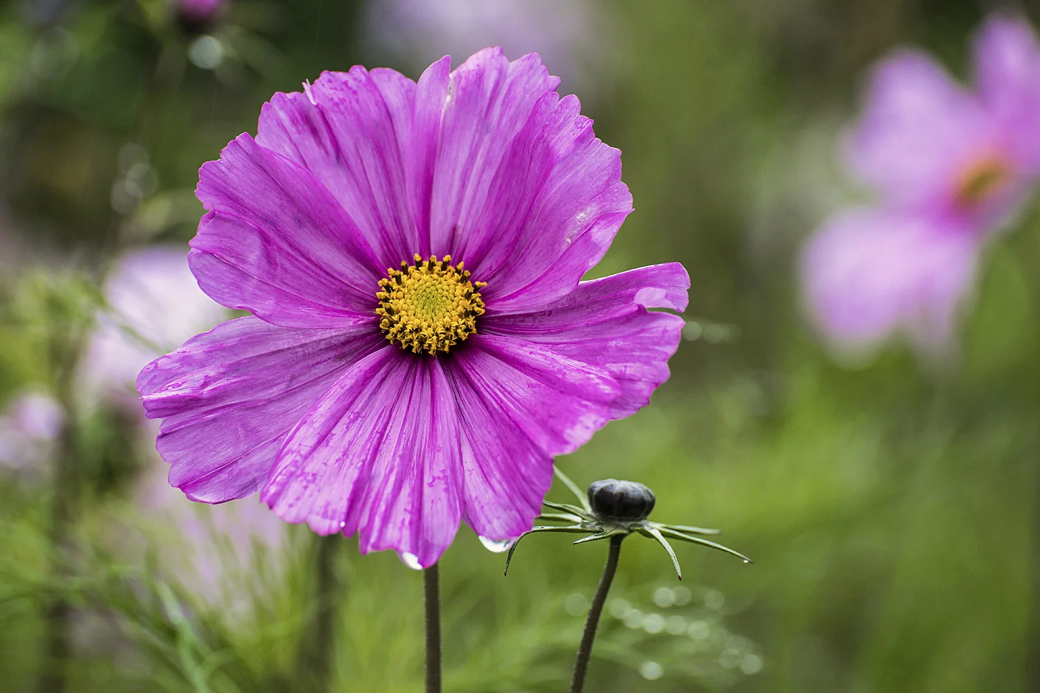 Cosmos in the rain