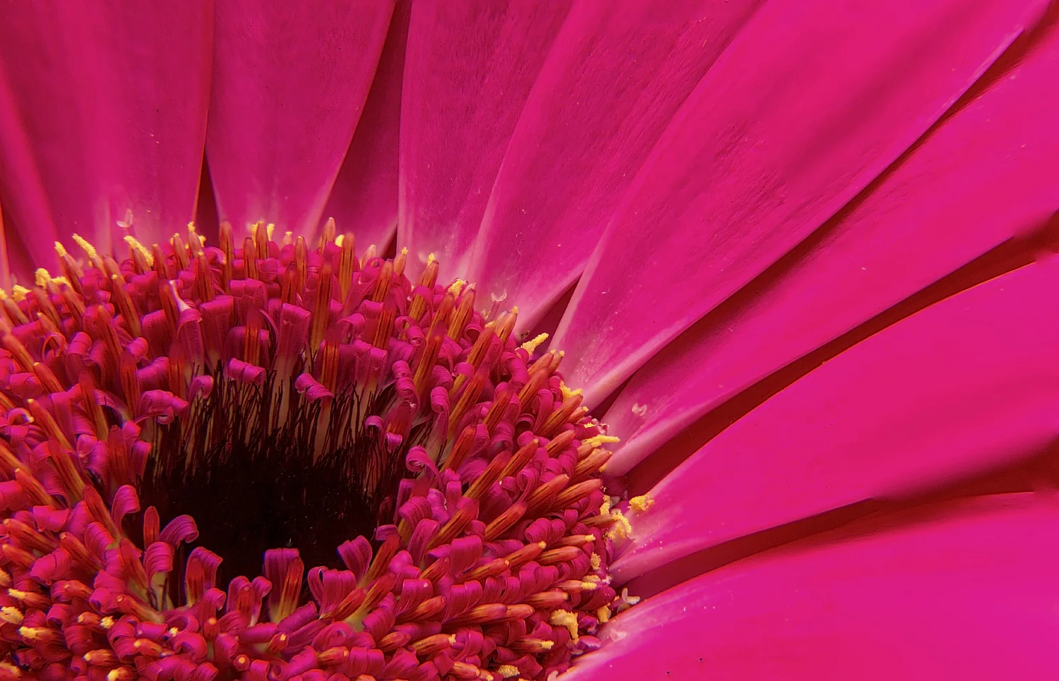 Pink daisy