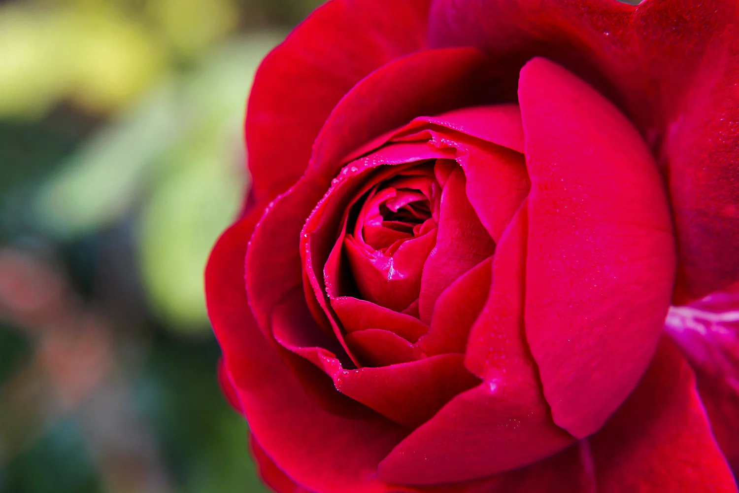 Red rose macro