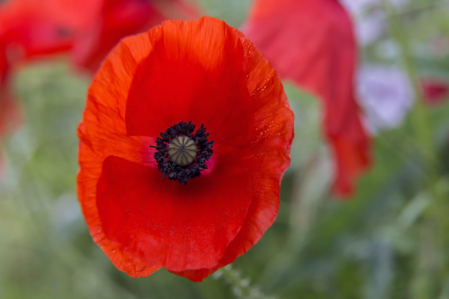 Red poppies macro