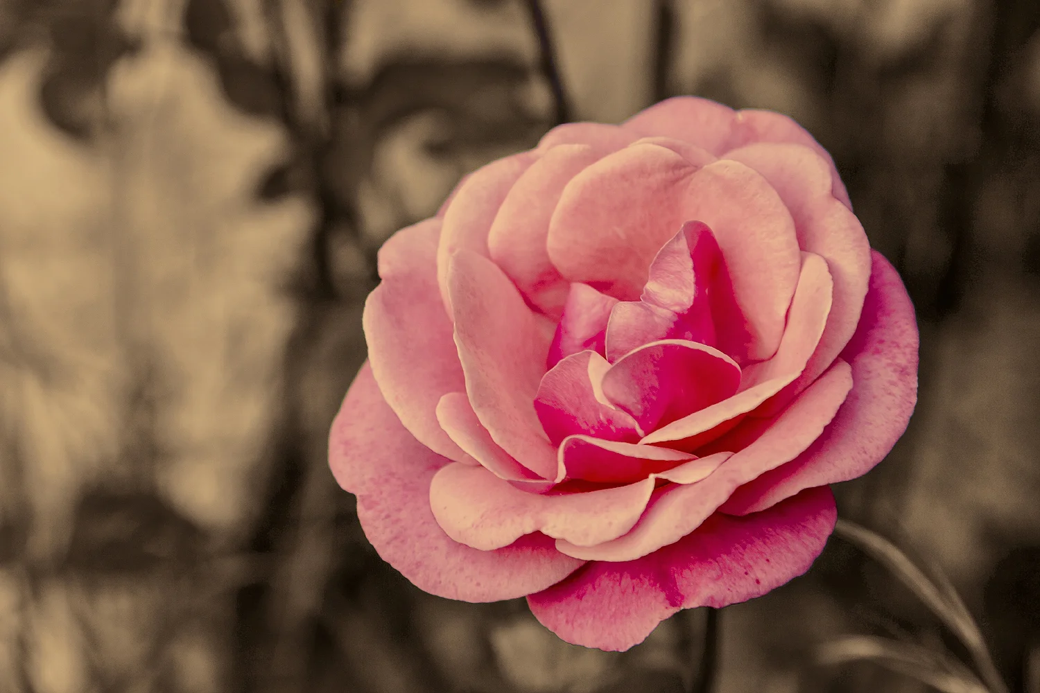 Pink camellia