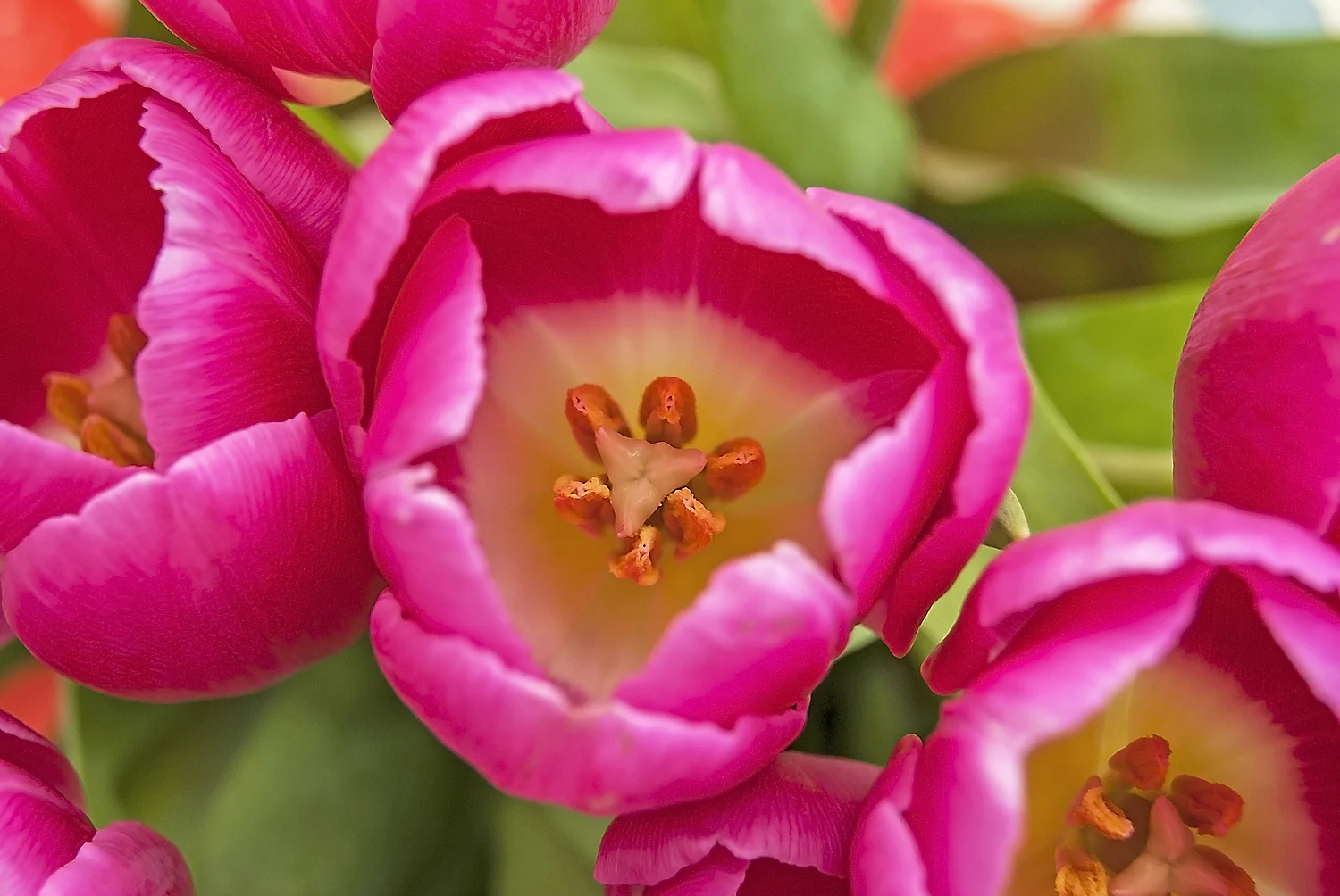 Pink tulips