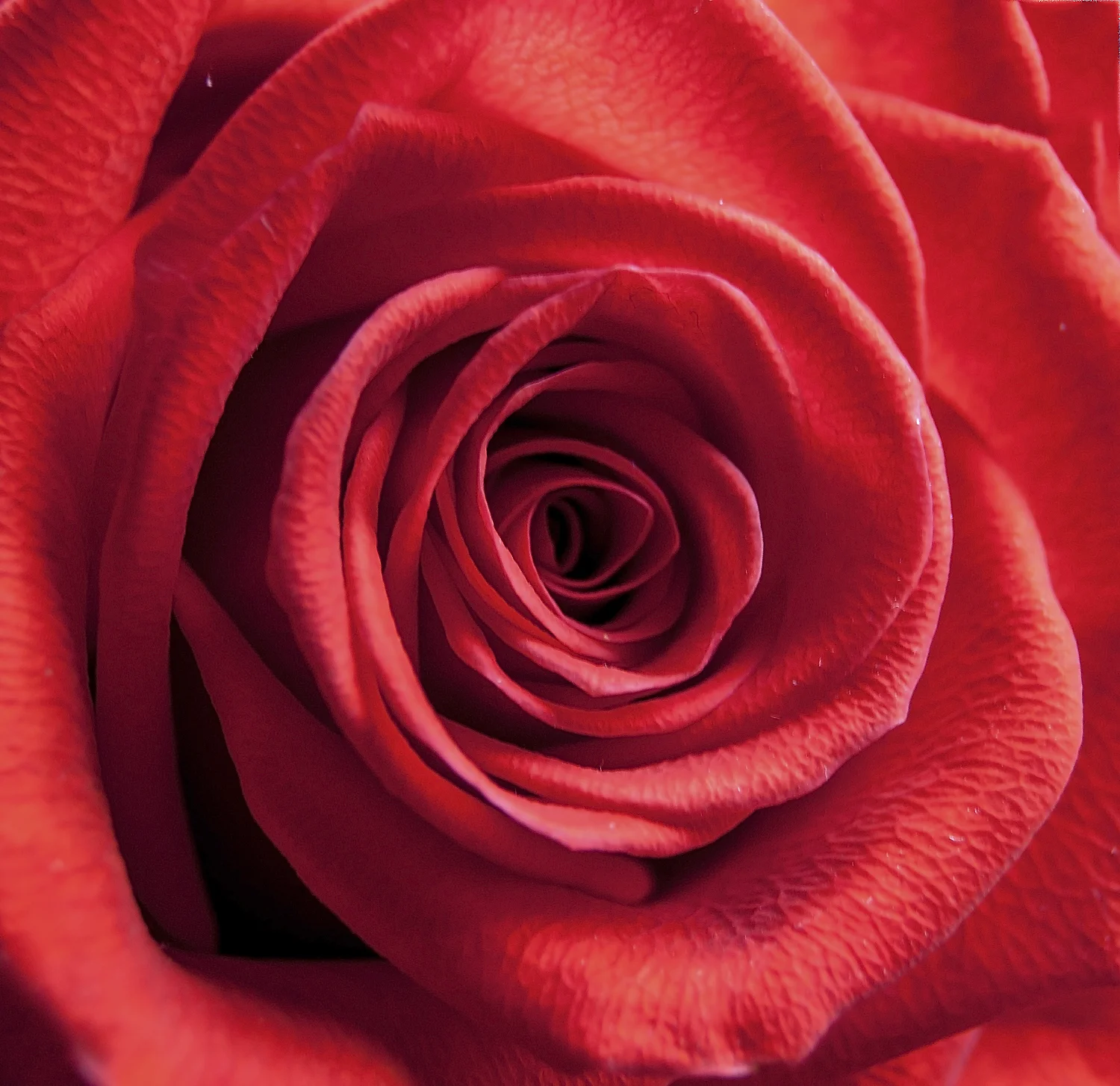 Rose macro