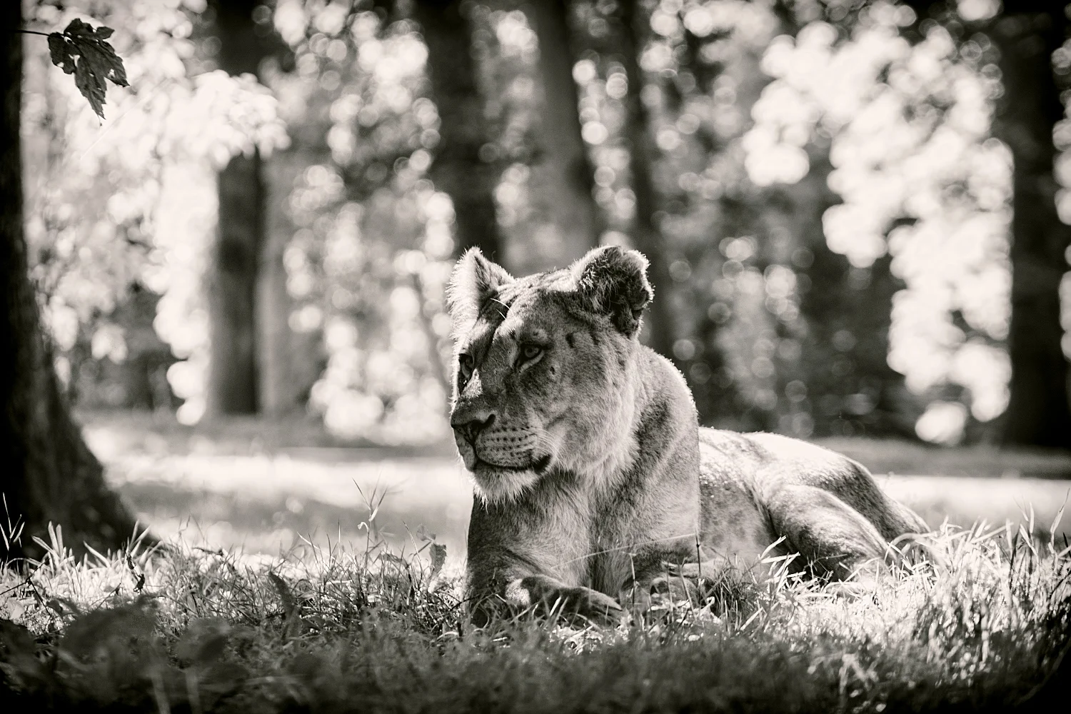 Lioness in Black and White