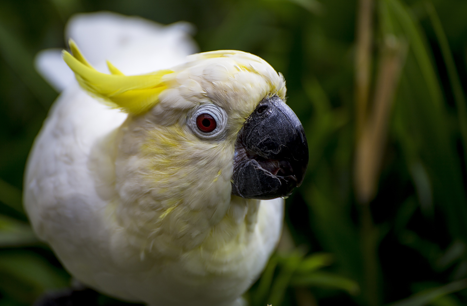 Cheeky Cockatoo