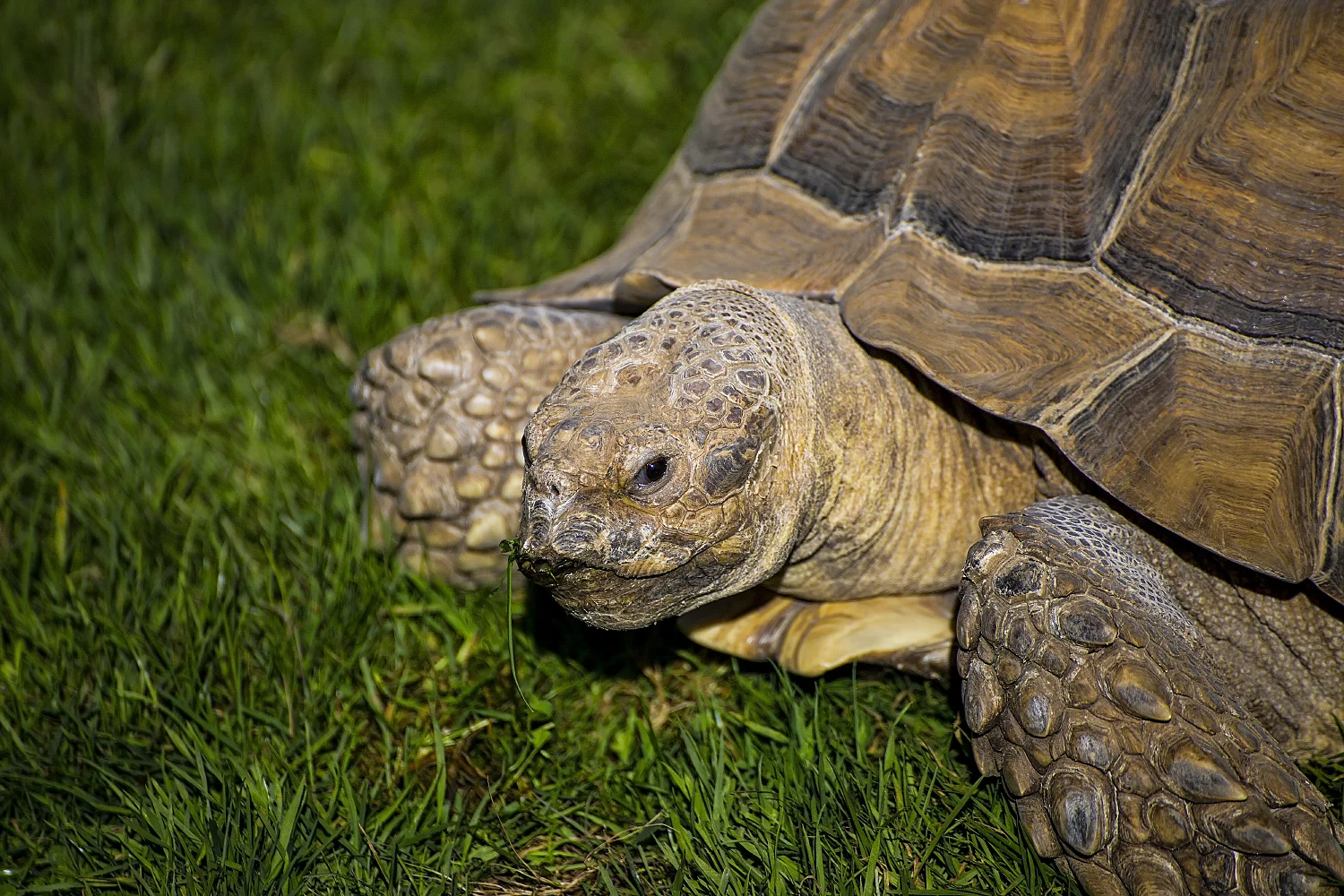 Big Tortoise