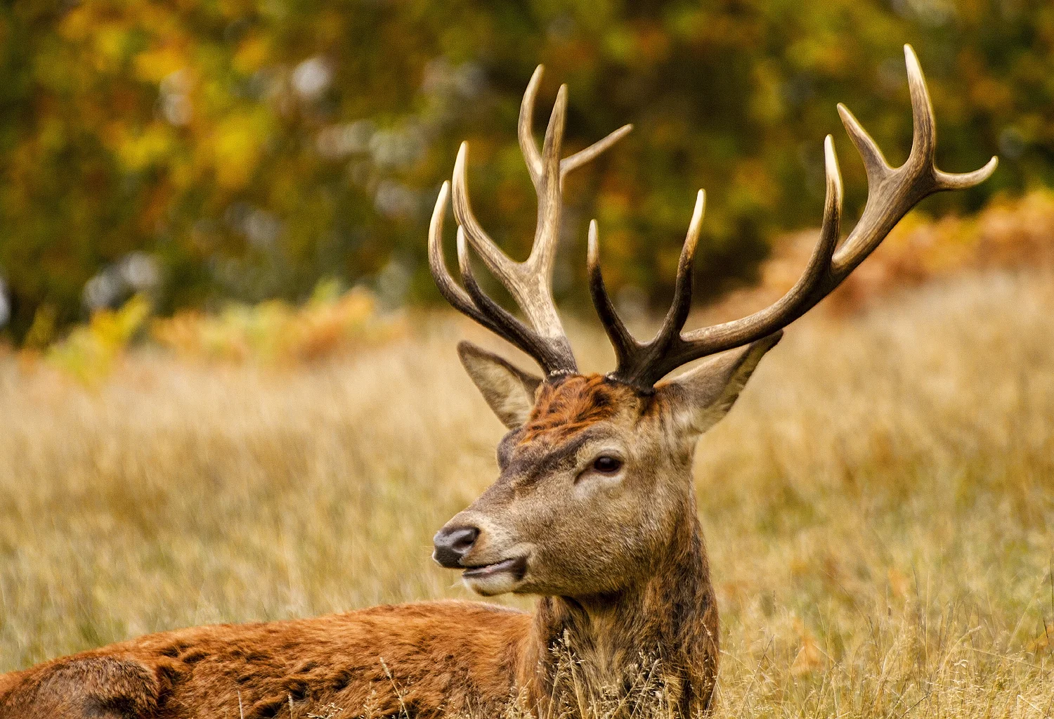 The Deer of Richmond park in London
