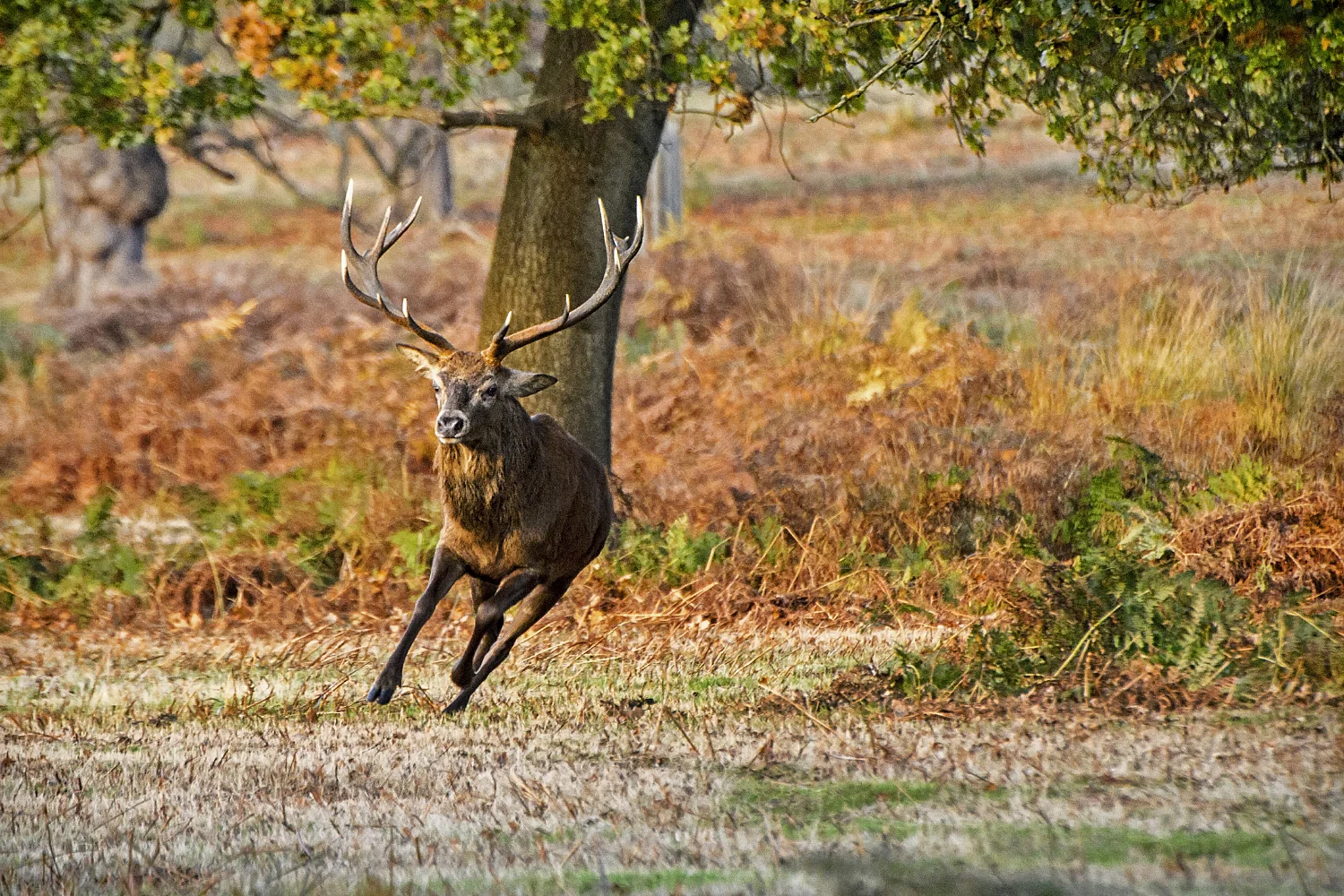 The Deer of Richmond park in London