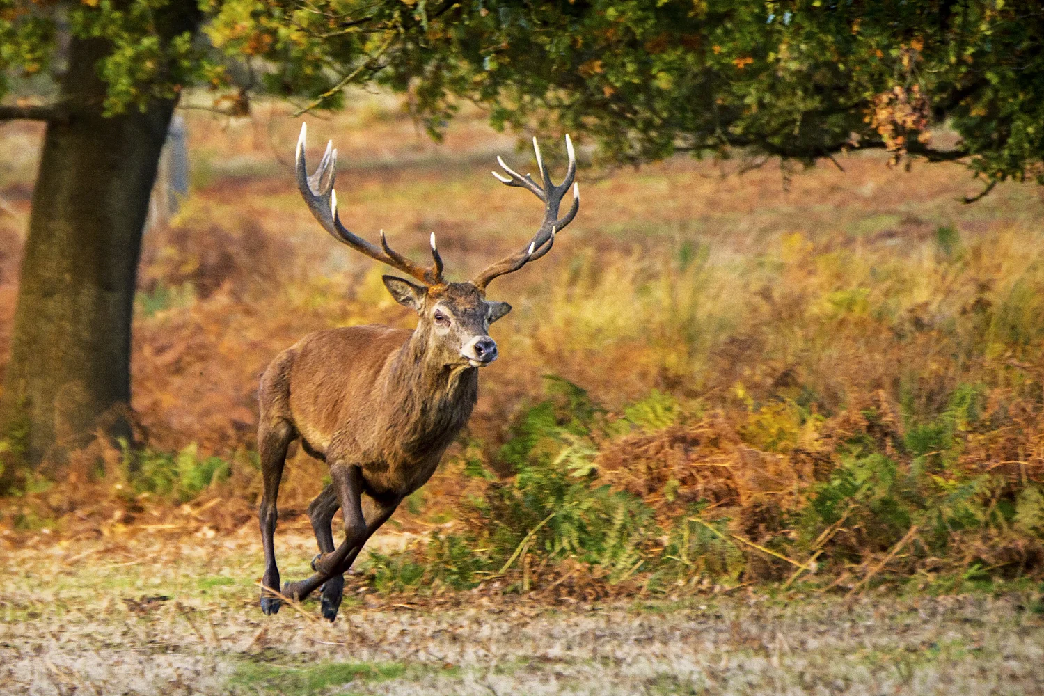 The Deer of Richmond park in London