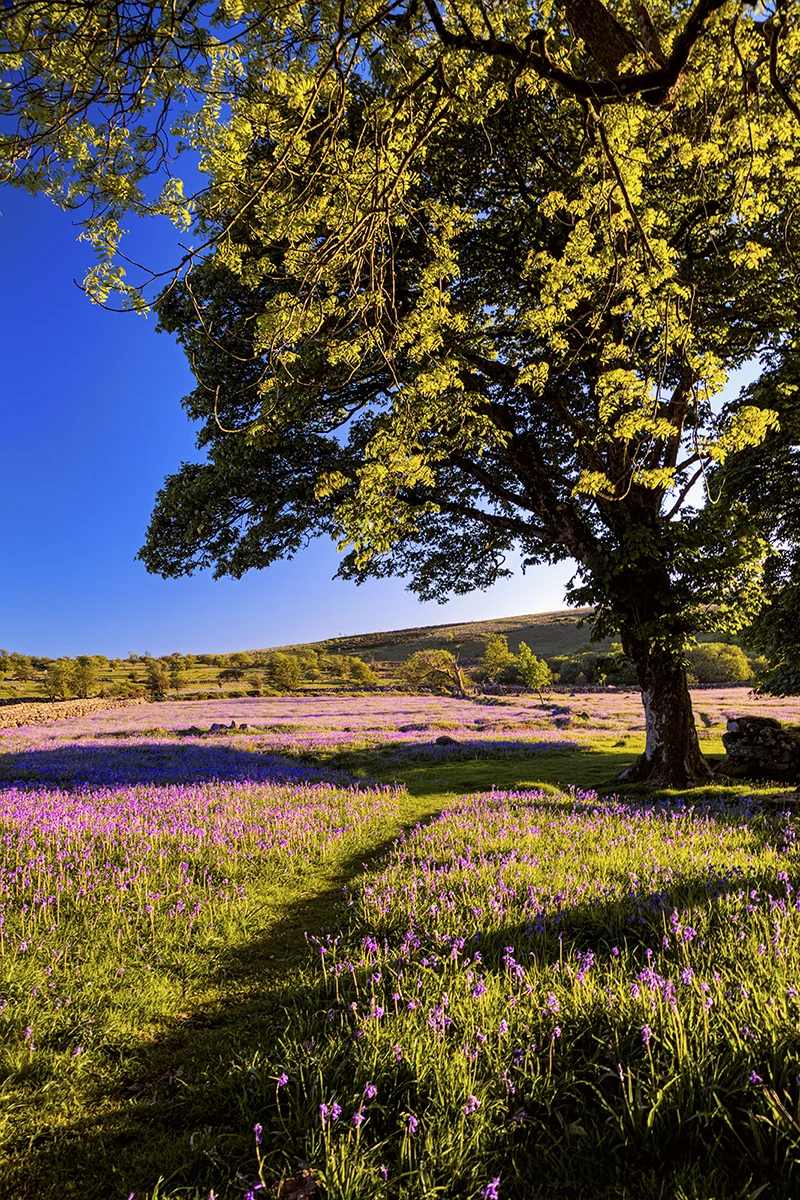 Emsworthy common on the Dartmoor national park