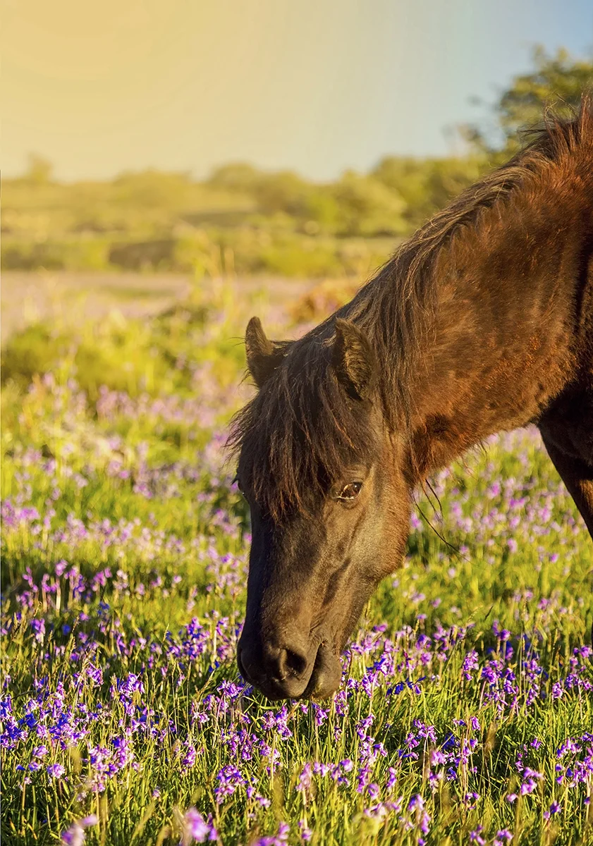 A Dartmoor pony munches on the grass at Emsworthy