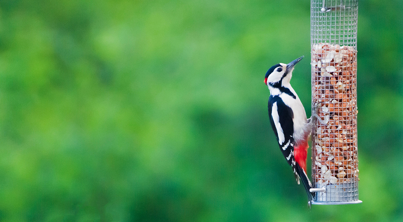 A great spotted woodpecker enjoying some nuts