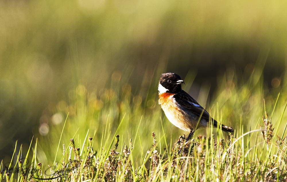 An African Redstar sits eating a fly at Loch Etive on the Scottish Highlands