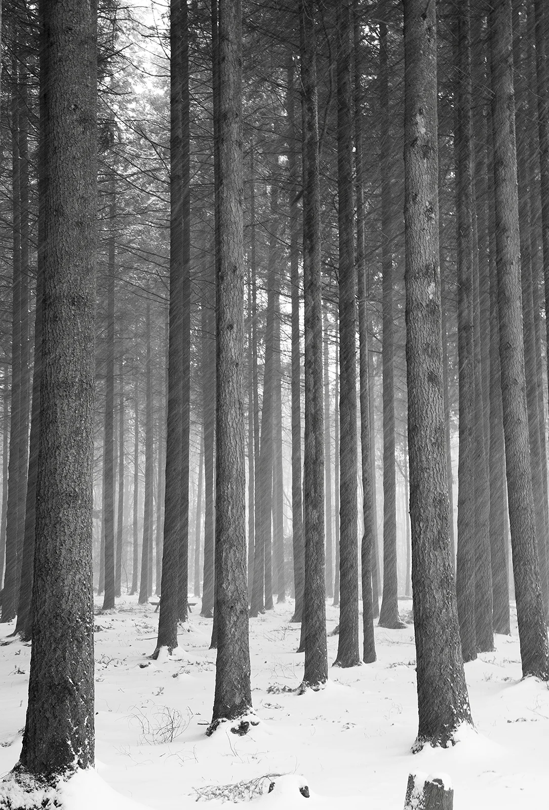 Snowy trees