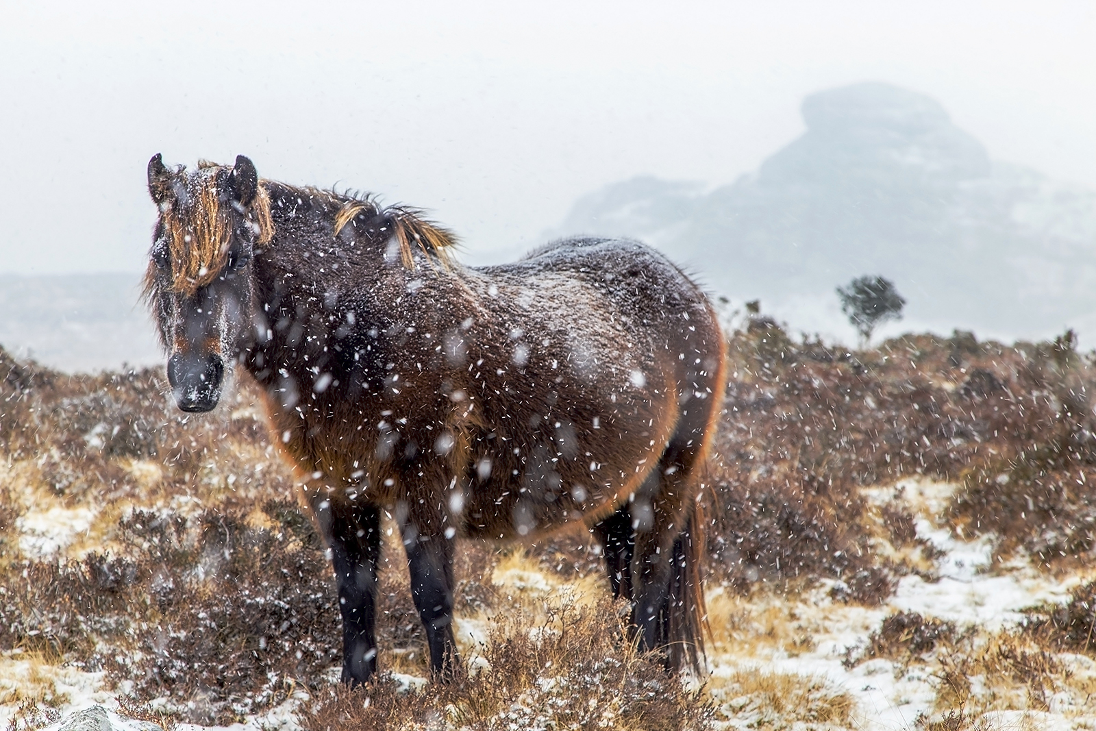 Dartmoor Pony among the snow