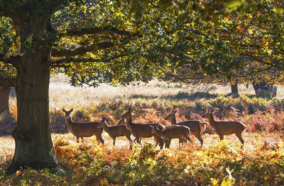 Deer among the trees