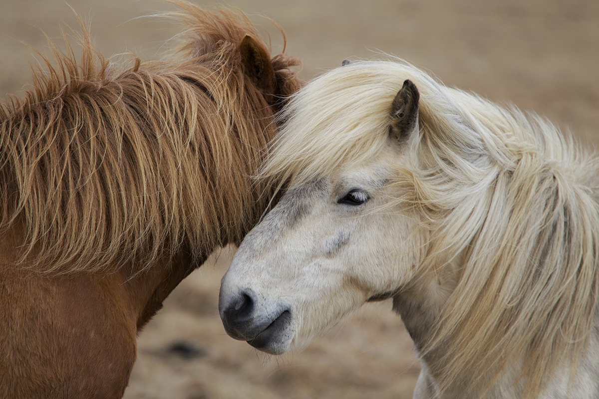 Icelandic Horses