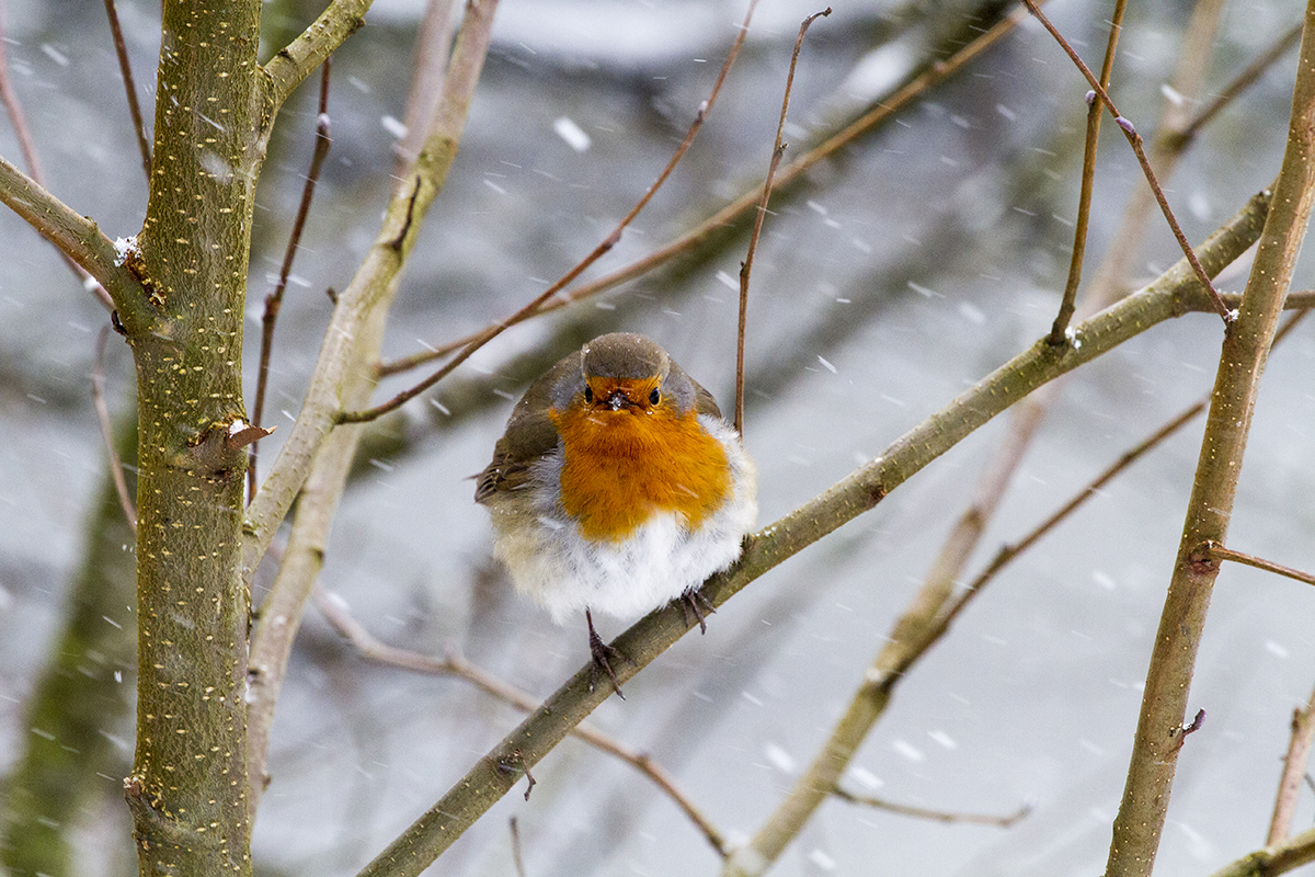 Robin among the Snow