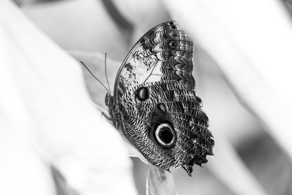 Contrasty Patterns