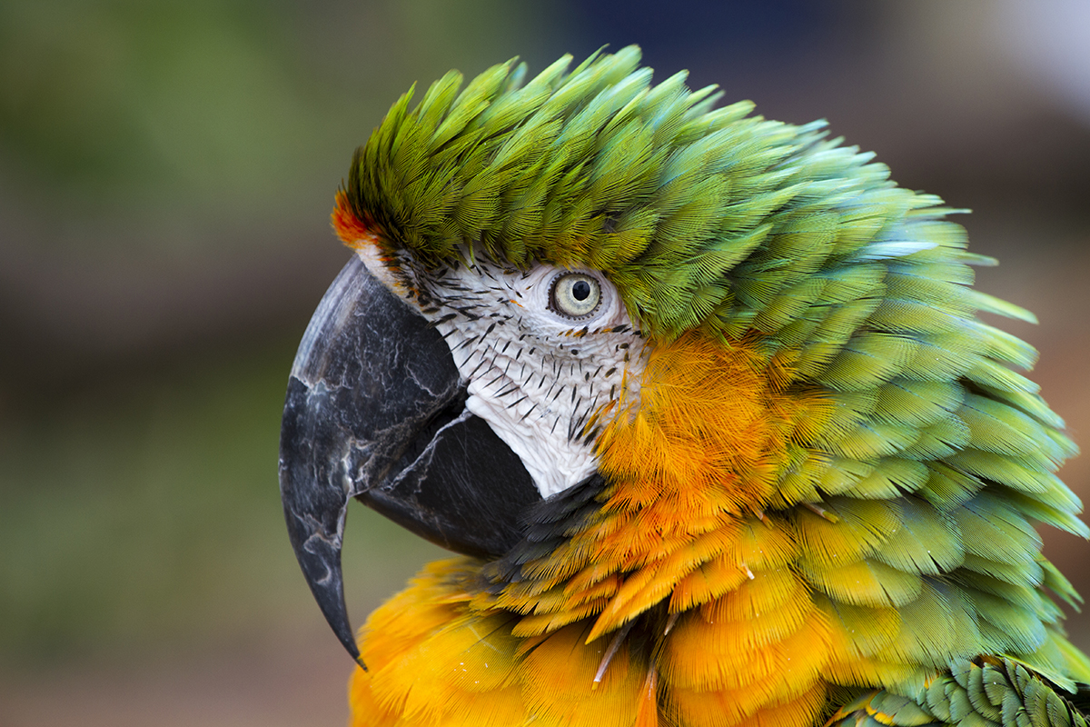 Vibrant Colours