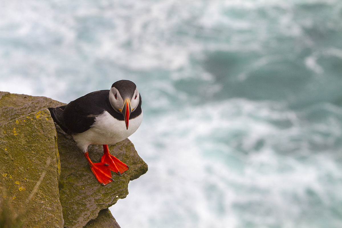 Iceland's Puffins