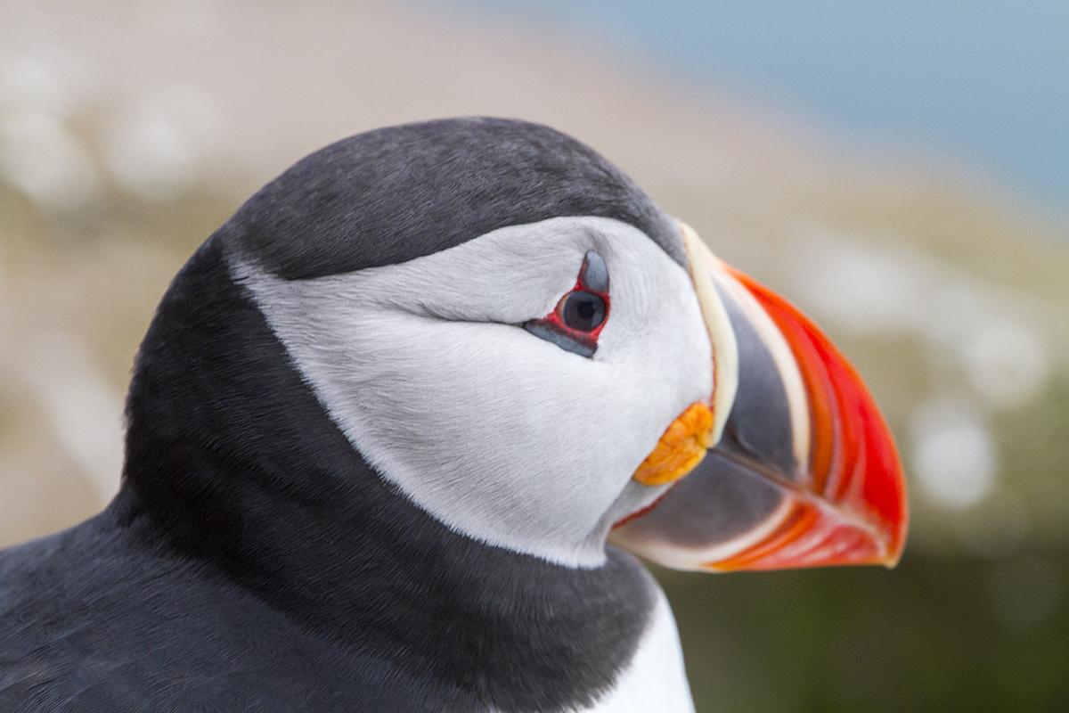 Iceland's Puffins