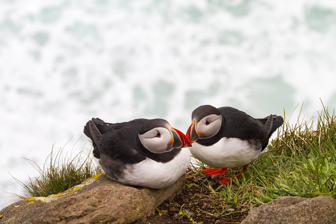 Iceland's Puffins