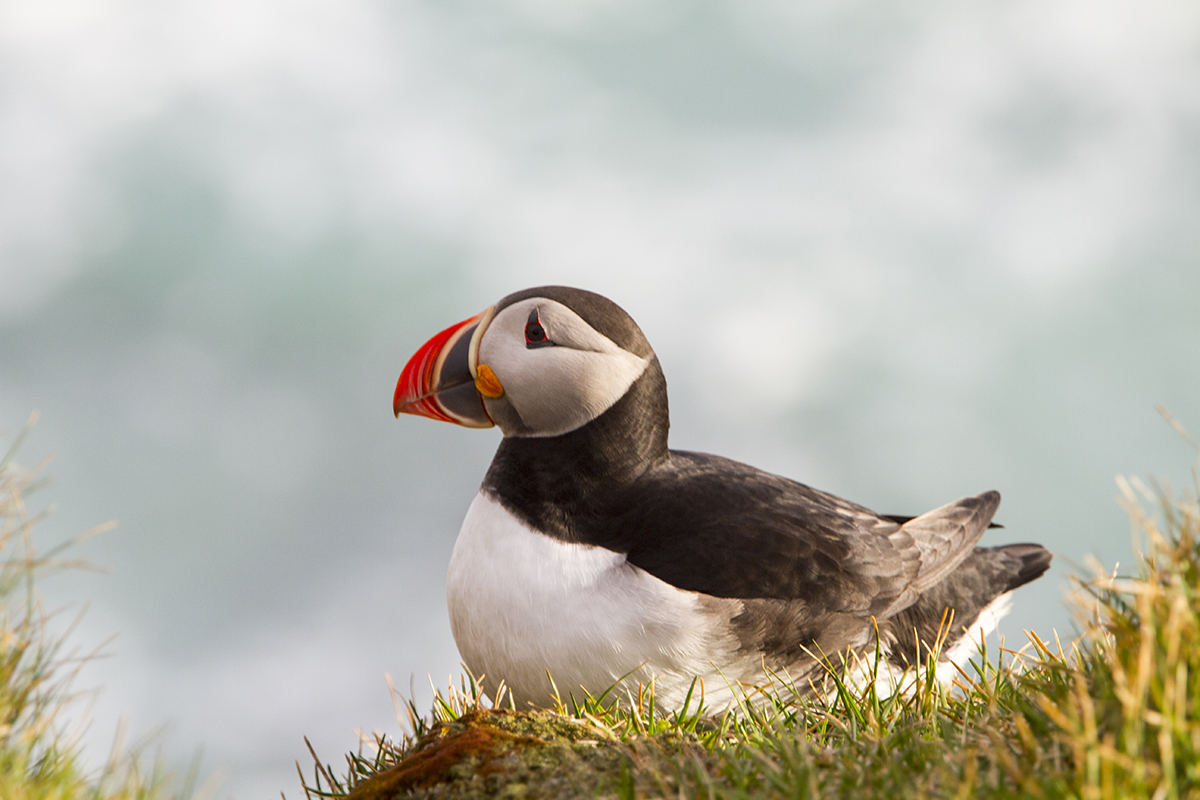 Iceland's Puffins
