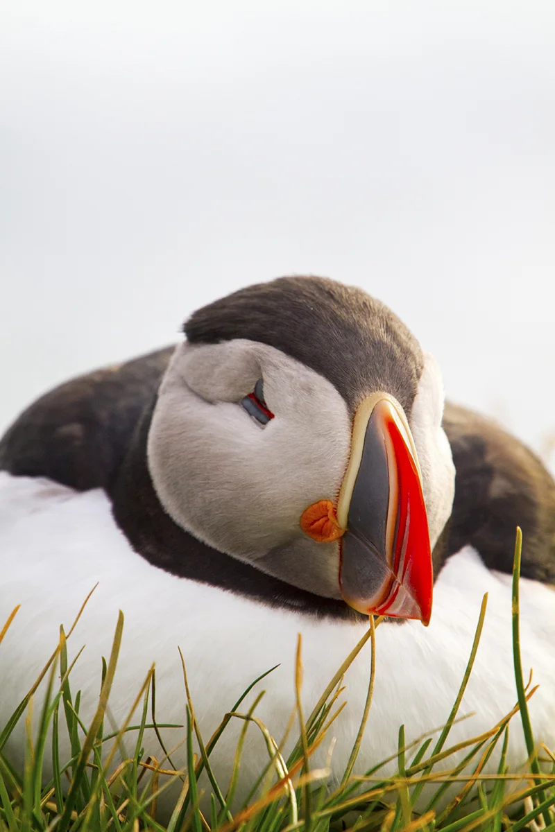Iceland's Puffins