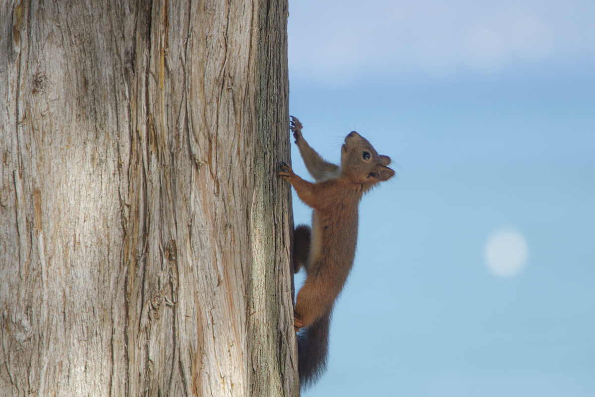 Italy's red Squirrels