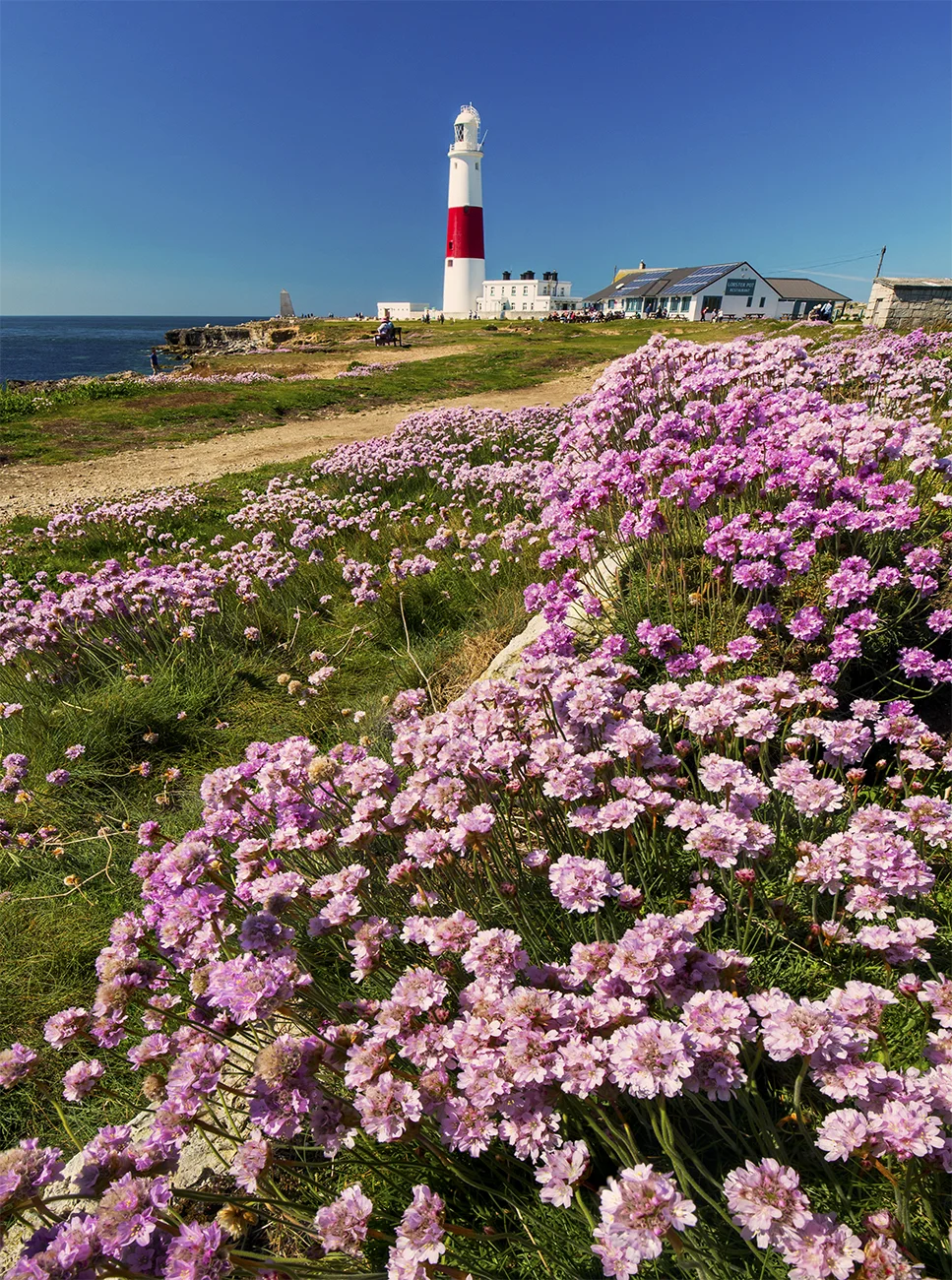Portland Bill in full bloom