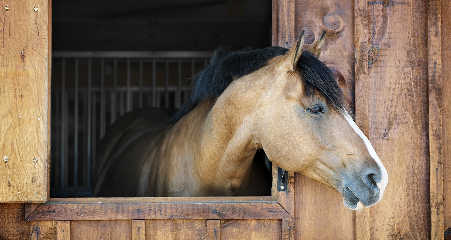 SmartPak Equine Internal Branding