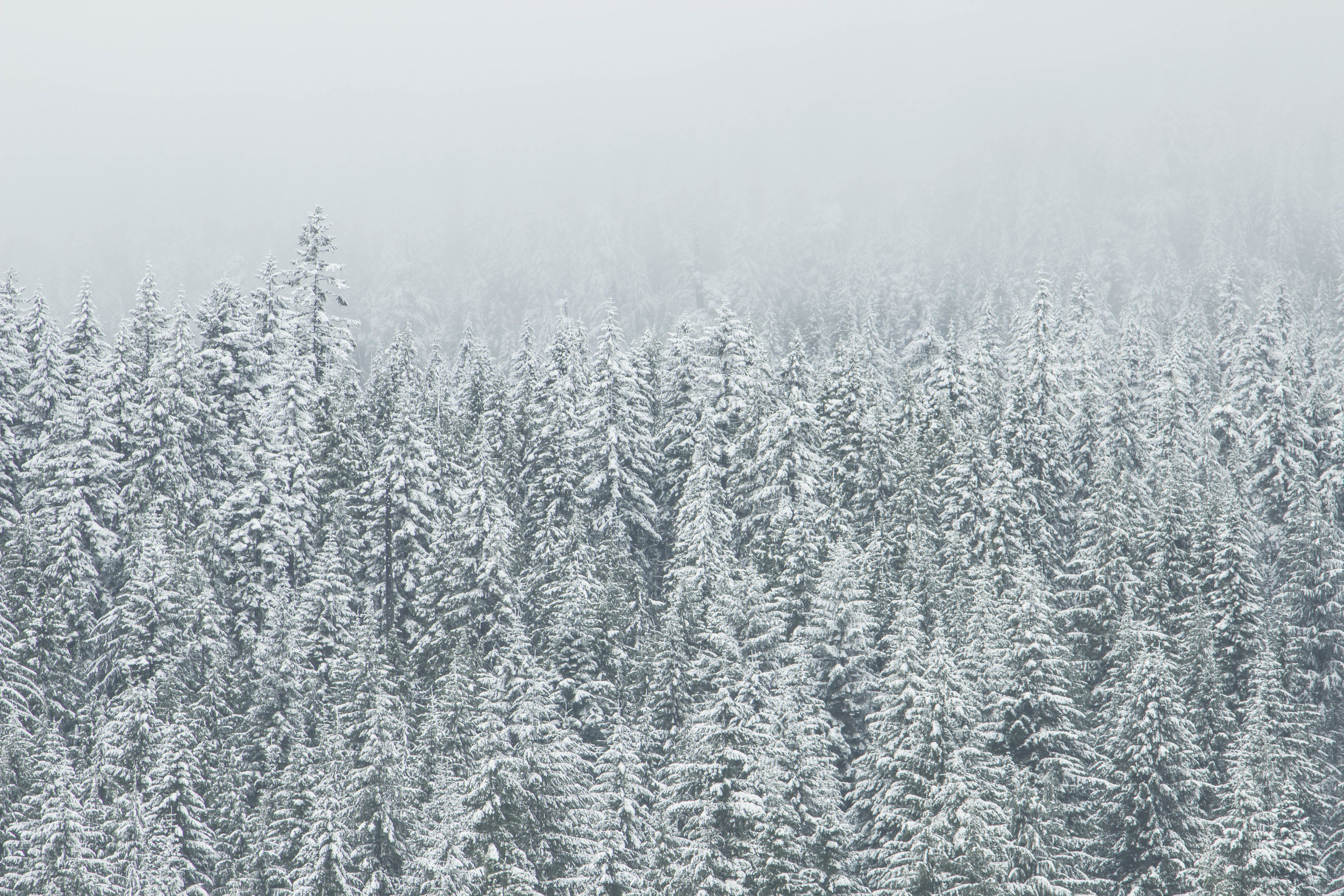 snow-forest-trees-winter.jpeg