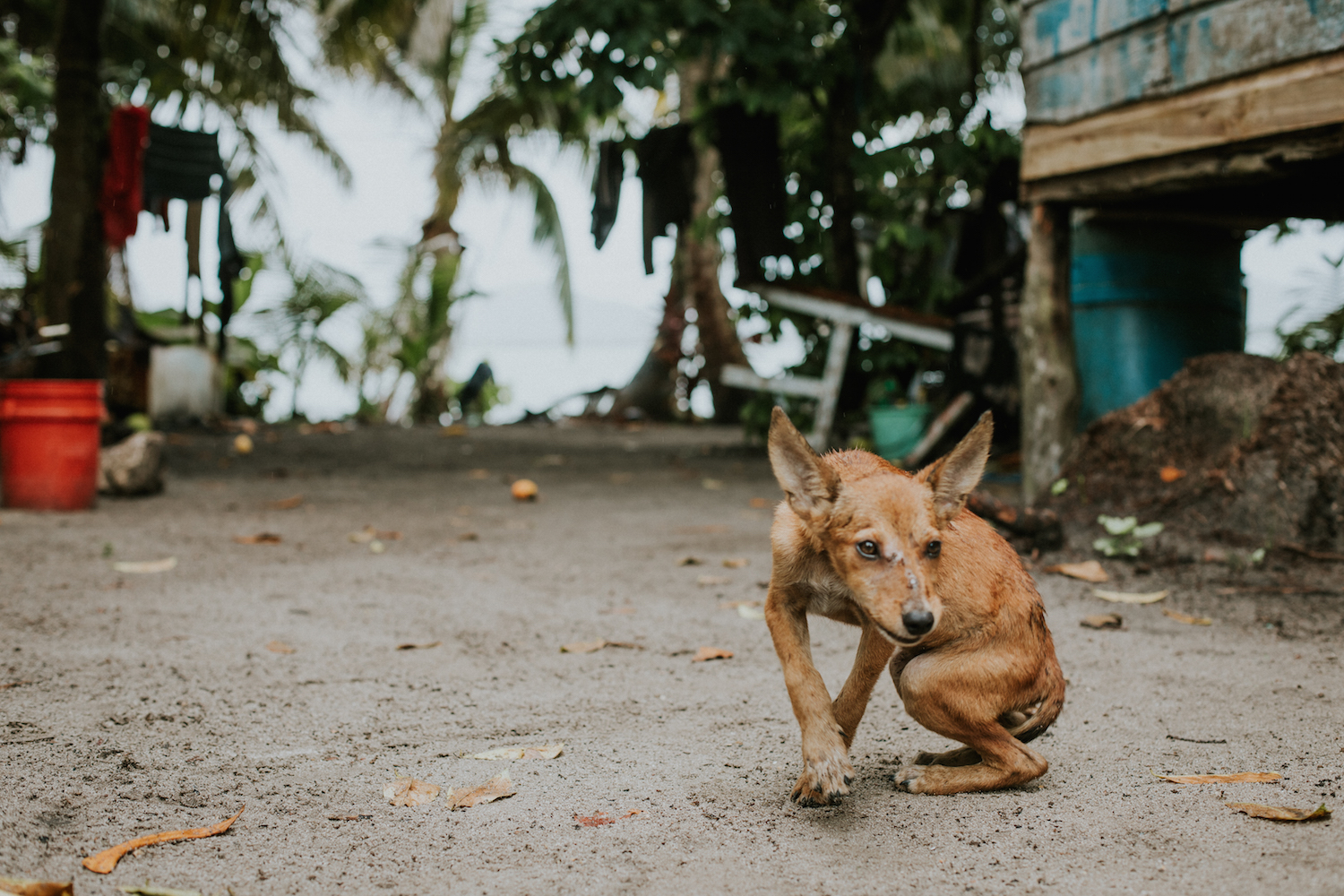  Stray puppy in Gales Point. 