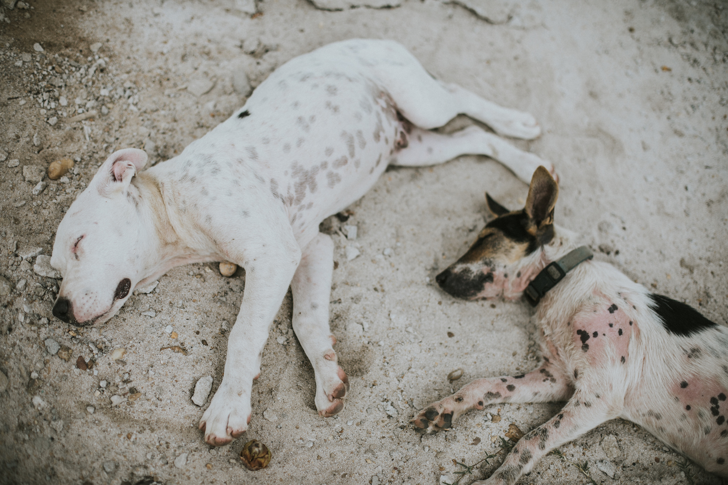  Local dogs, Hercules, left,&nbsp;and Survival, right, nap on the property of Gales Point Manatee Lodge in Belize. Dogs are very common in this area because there are not many resources for spaying and neutering.&nbsp;They are most often used to prot