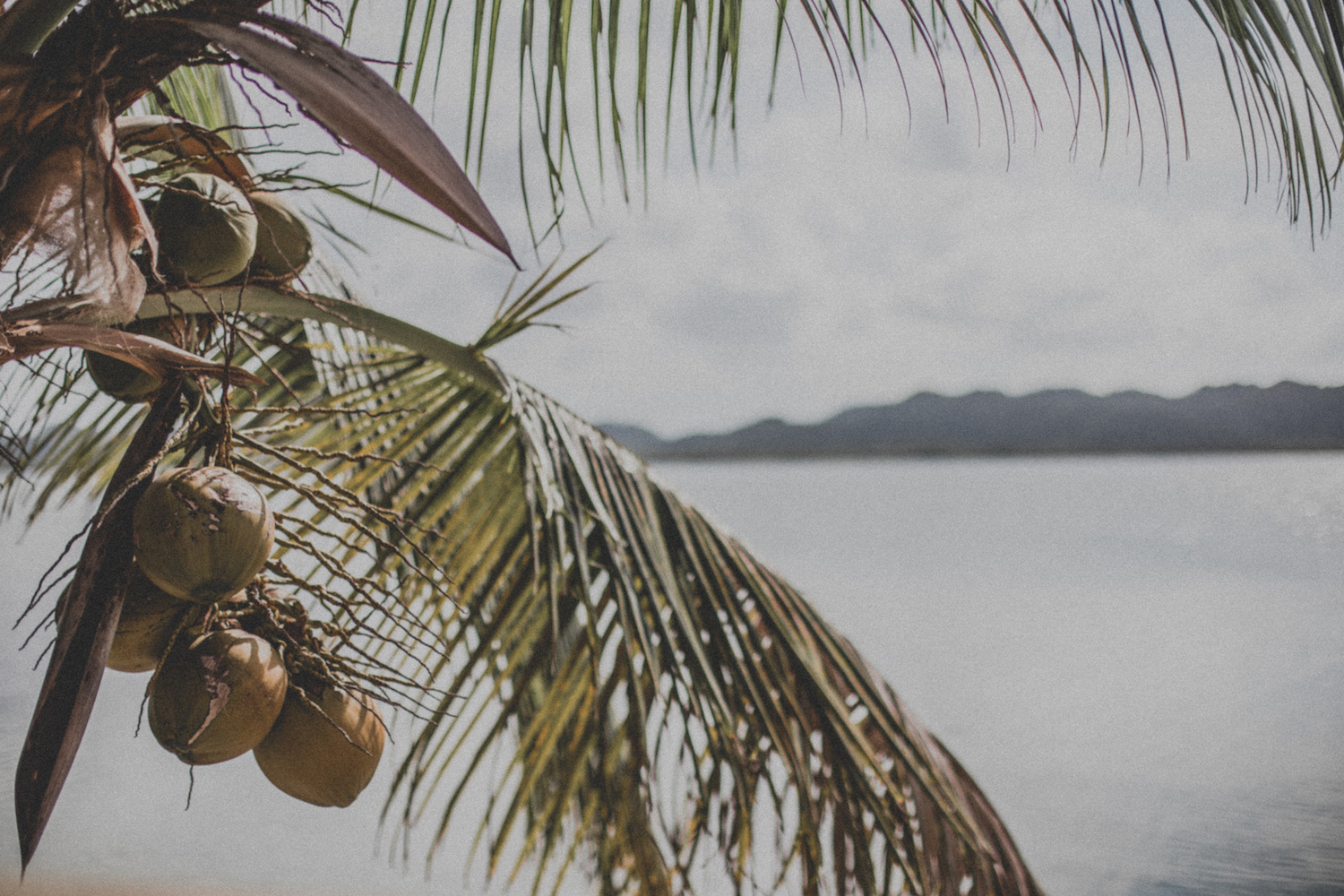 Coconut tree in Gales Point, Belize. 