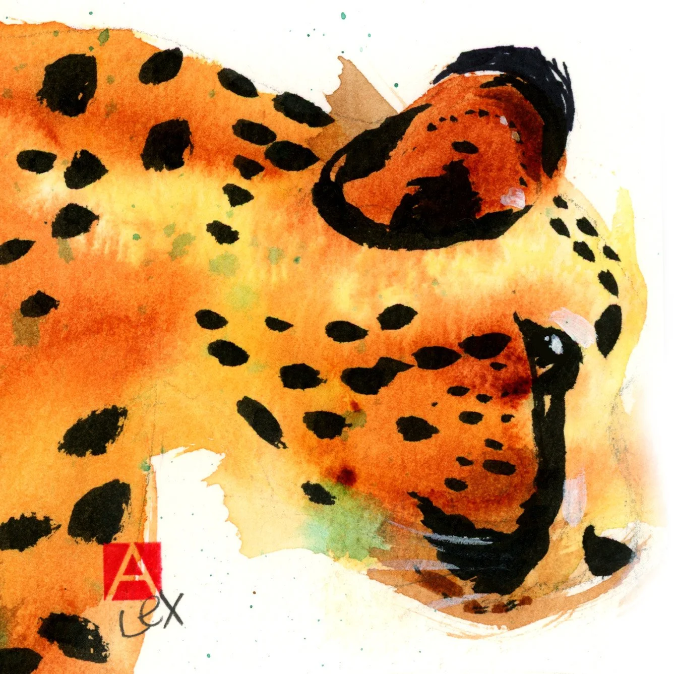 orignal 1_cheetah_cropped.jpg