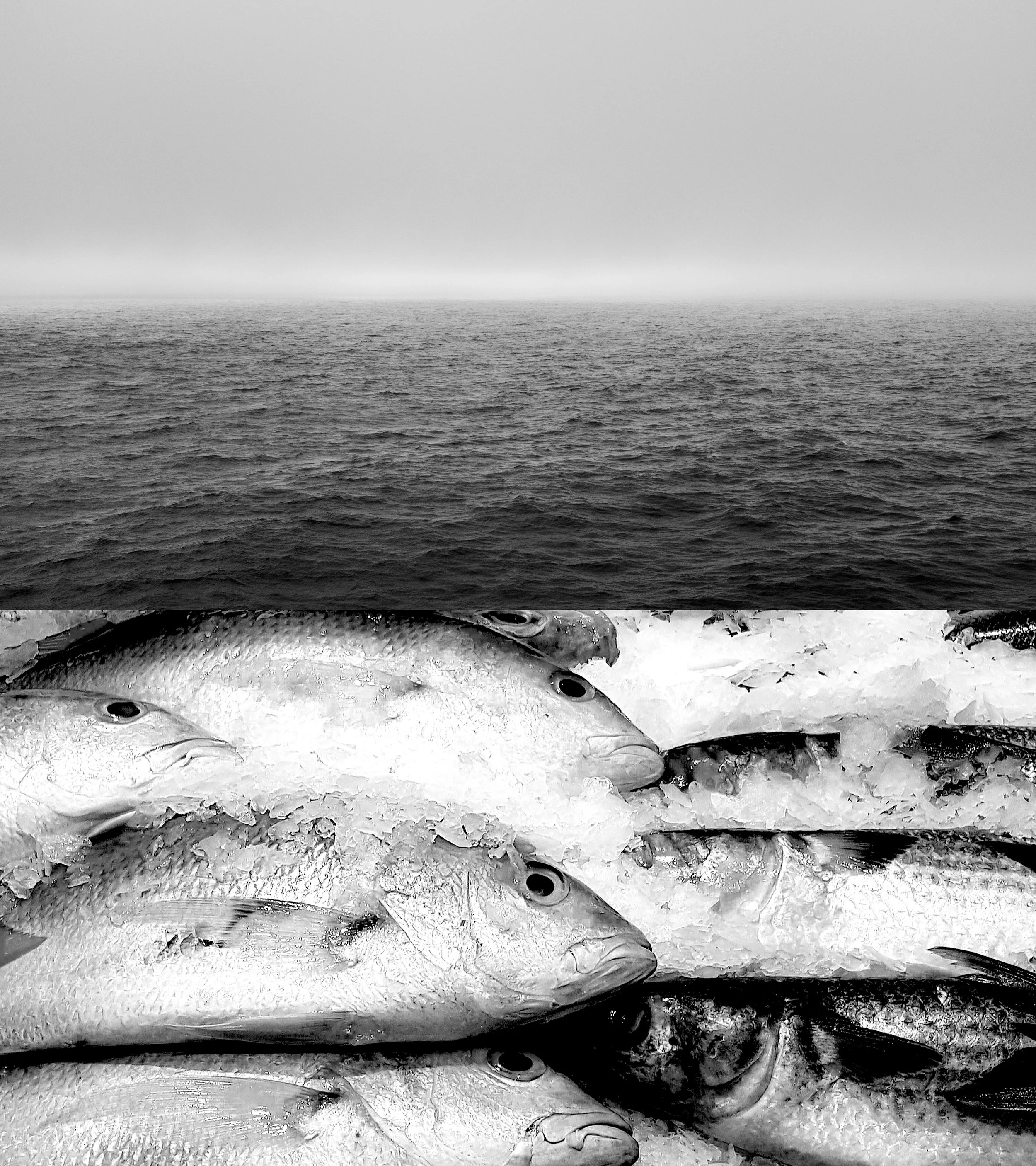offset_comp_225413BW2.jpg