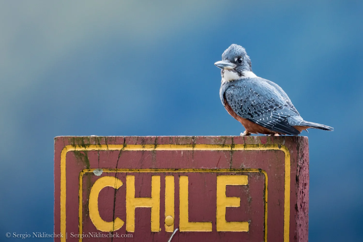 Martín Pescador | Megaceryle torquata stellata